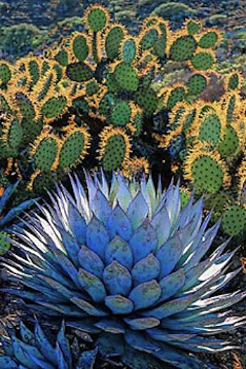 Blue Agave Oasis