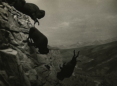 Buffalo Falling From Cliff Edge
