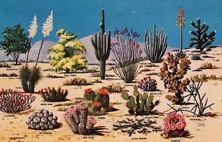 Vintage California Cactus Postcard Image