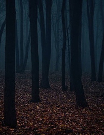Deep In The Forest