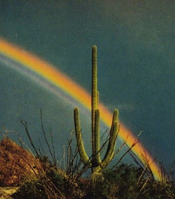 Desert Rainbow