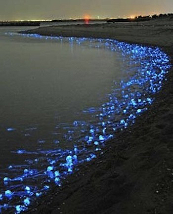 Electric Sea