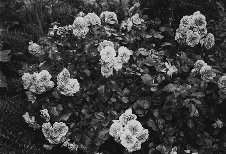 Flowers by Colette Saint Yves