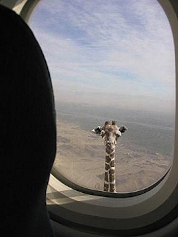 Giraffe Looking Into Areoplane Window