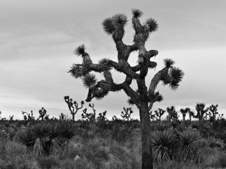 Joshua Tree