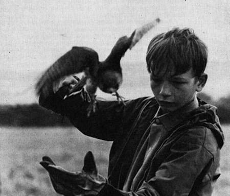 A Kestral For A Knave