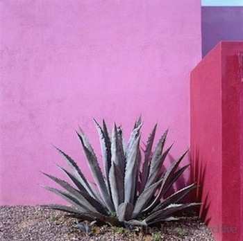 Lauren Conrad Pink Cactus