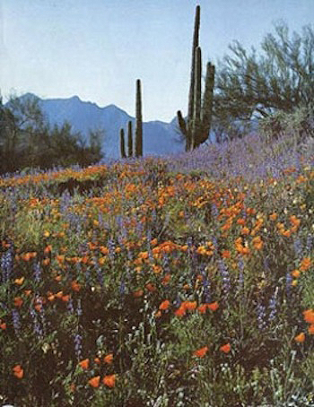 Orange Desert Flowers