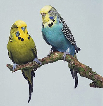 Parrots