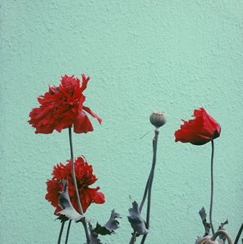 Poppy Flowers and Pods Against Aquamarine Background