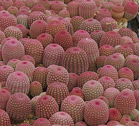 Red Cacti