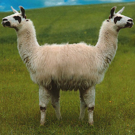 Two Headed Llama